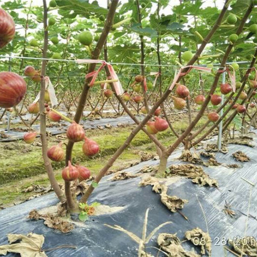 波姬红无花果送货报价、5公分波姬红无花果