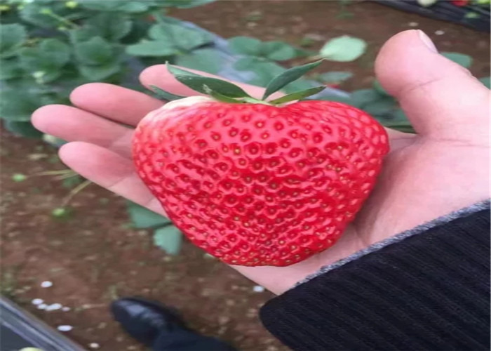 四川资阳草莓种苗卖的价格