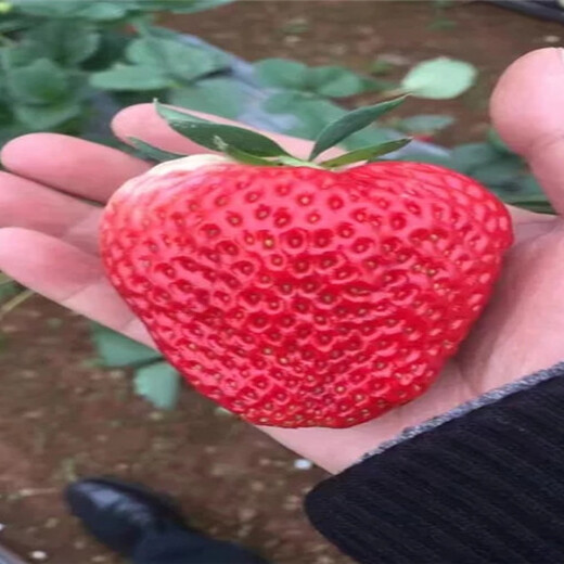 湖南张家界大棚草莓苗送货报价