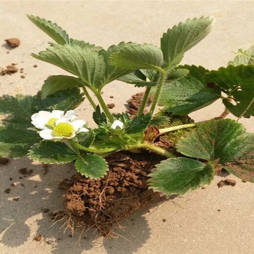 河南鄢陵牛奶草莓苗栽种技术