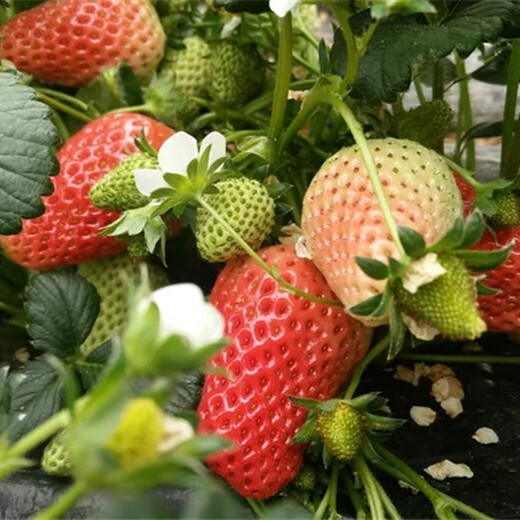 山东日照红颜草莓苗新品种介绍