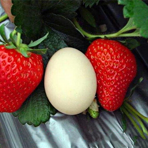 山东聊城草莓种苗新品种介绍