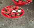 山西吕梁红颜草莓苗栽种技术图片