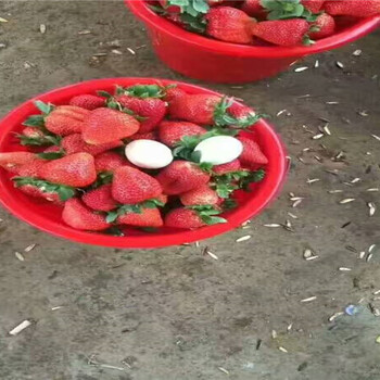 山东诸城陆地草莓苗主产区售价