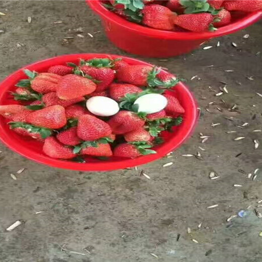 新疆铁门关露天草莓苗卖的价格