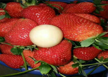 山东诸城陆地草莓苗主产区售价图片1