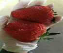 红颜草莓苗批发价格、红颜草莓苗栽种技术图片