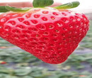 云南曲靖草莓种苗新品种介绍图片