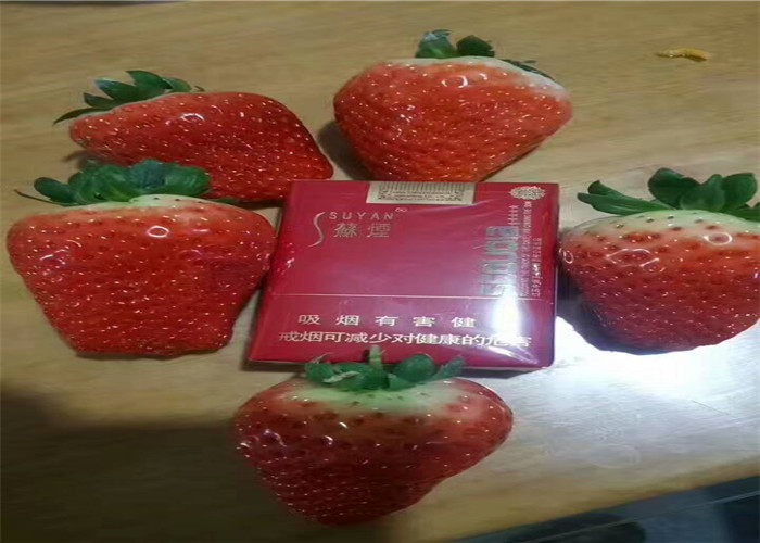 河南南阳红颜草莓苗卖的价格