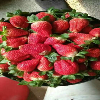 露天草莓苗基地订购报价、露天草莓苗栽种技术