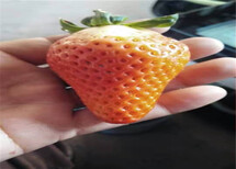 安徽巢湖草莓苗采购批发价图片5