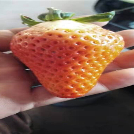 广东云浮草莓苗采购批发价