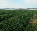 陆地草莓苗送货报价、陆地草莓苗采购批发价
