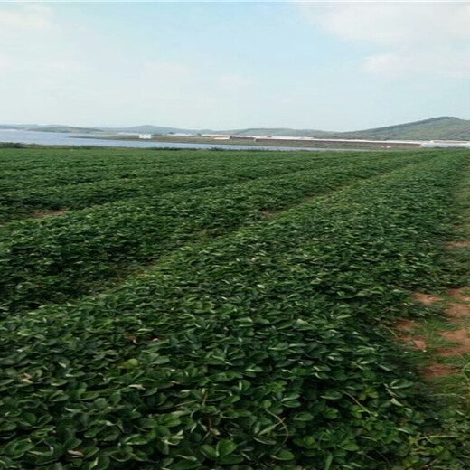 甘肃甘南牛奶草莓苗基地批发报价