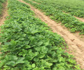 海南三亚陆地草莓苗新品种介绍