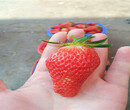 山东威海草莓苗出售价钱