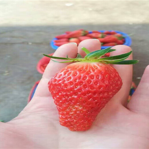 黑龙江牡丹江大棚草莓苗卖的价格