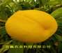 5公分黃桃樹苗批發價格