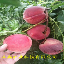 3公分油蟠桃树苗栽种技术图片