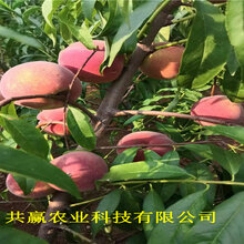 2年黄金密桃树苗主产区价格图片