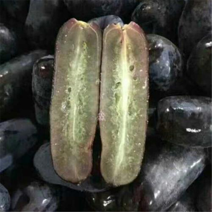 巨峰葡萄苗多少錢(qián)一棵成活率高