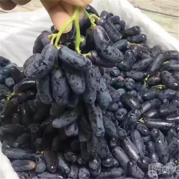 哪里有甜蜜藍寶石葡萄苗口感甜美