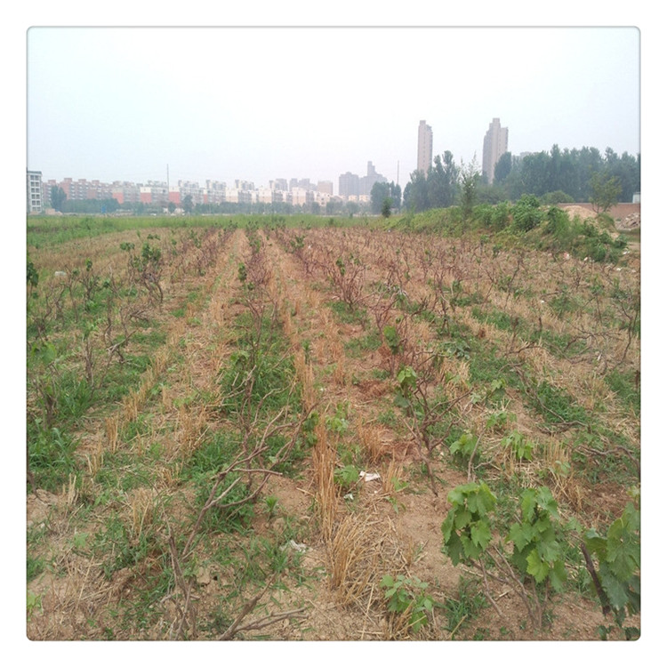 哪里有甜蜜藍寶石葡萄苗提供種植技術