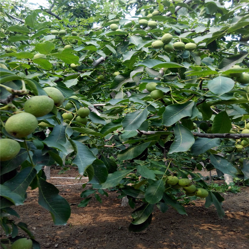 哪里有碧根果苗，碧根果苗价格包成活