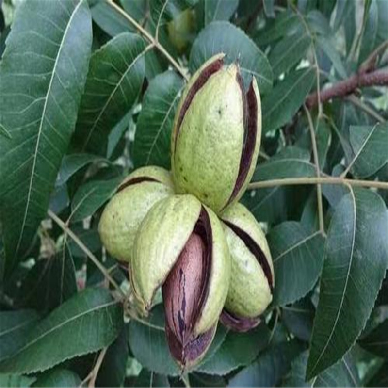 哪里有碧根果苗，碧根果苗價(jià)格豐產(chǎn)易成活
