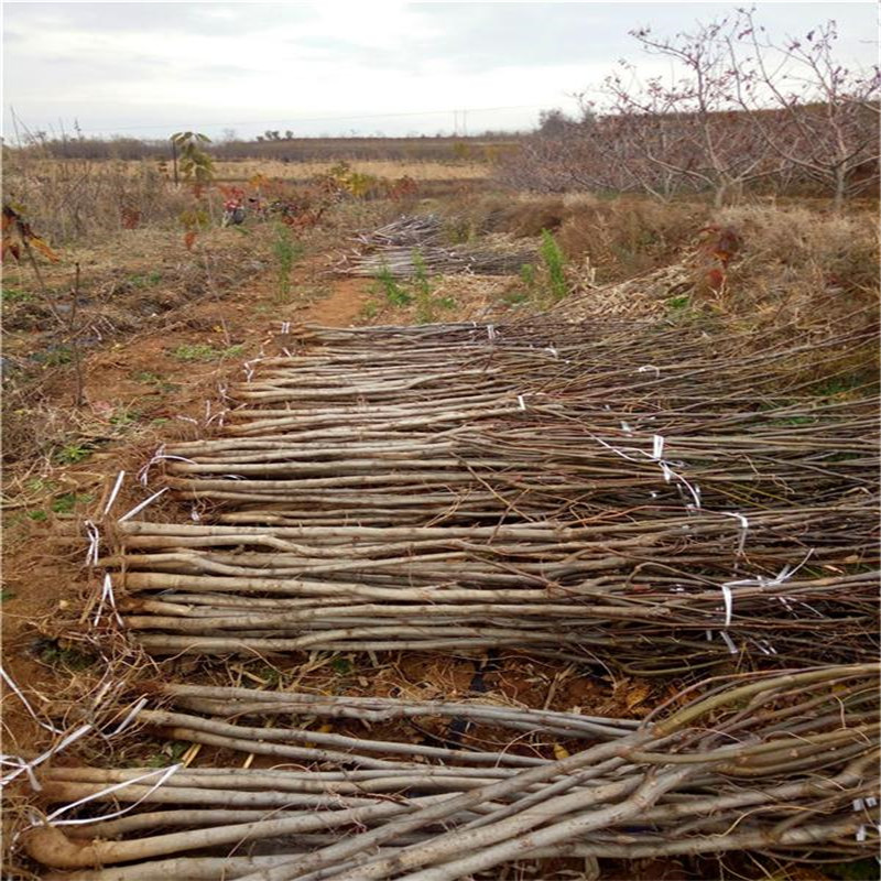 哪里有碧根果苗，碧根果苗價(jià)格品種