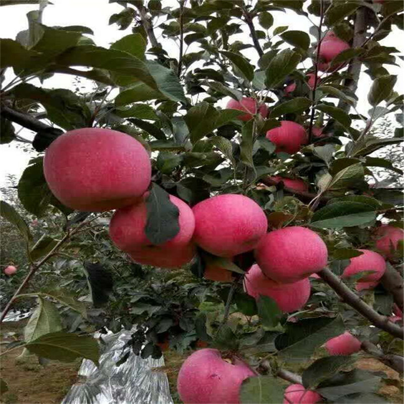 上海紅富士蘋果苗價格