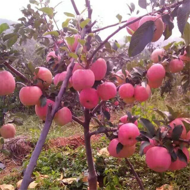上海紅富士蘋果苗價格