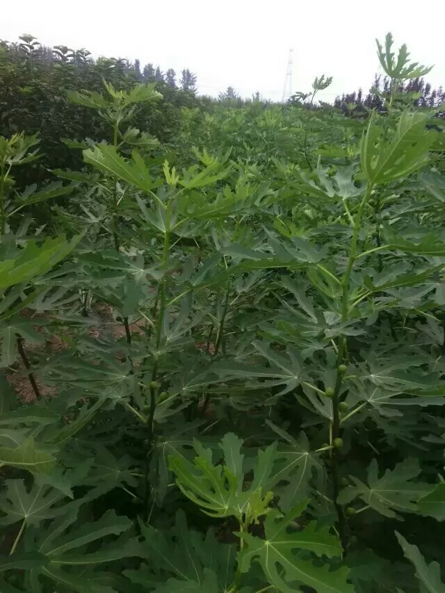 廣西壯族自治區(qū)哪里有波姬紅無花果苗