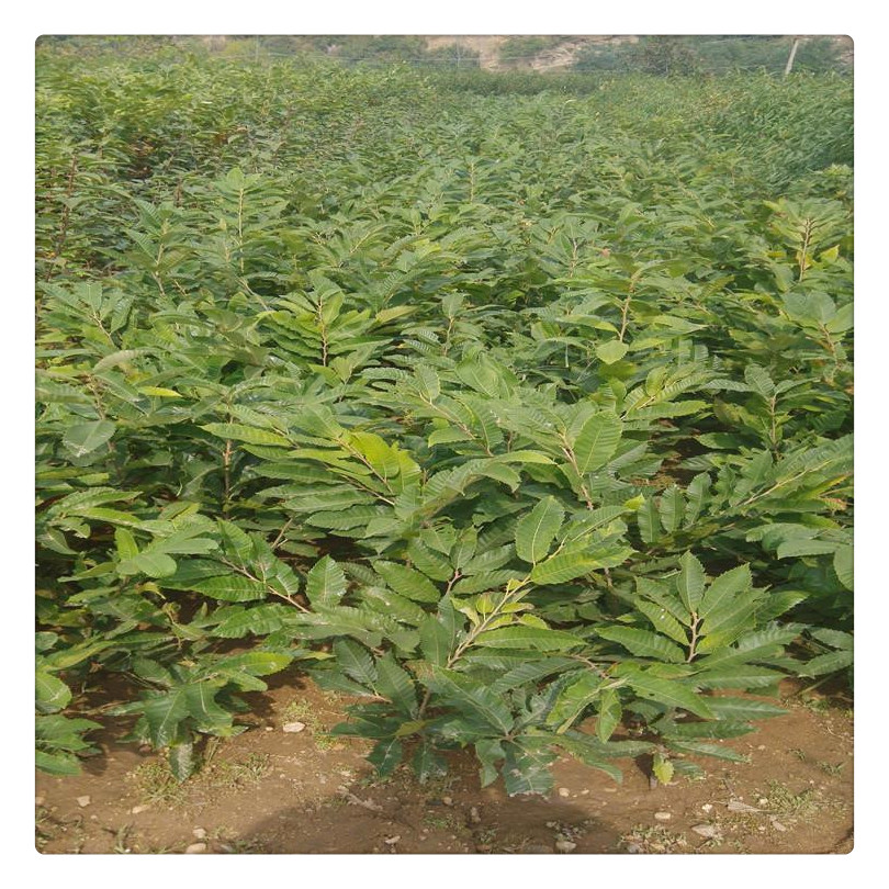 寧夏回族自治區(qū)板栗苗，板栗苗價(jià)格