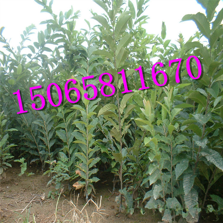 寧夏回族自治區(qū)板栗苗，板栗苗價(jià)格