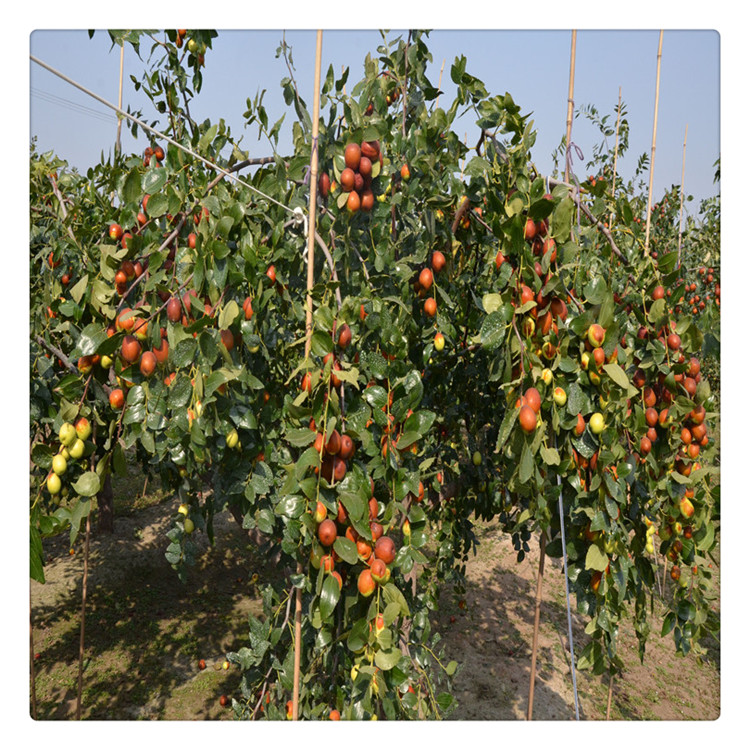 河南冬棗樹(shù)苗出售_免費(fèi)提供種植技術(shù)
