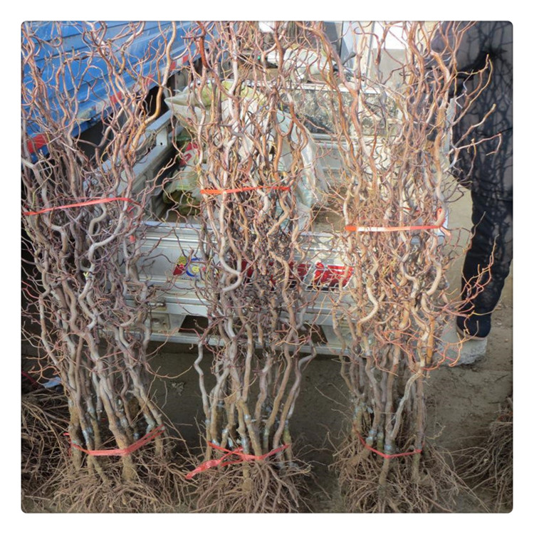 河南冬棗樹(shù)苗出售_免費(fèi)提供種植技術(shù)