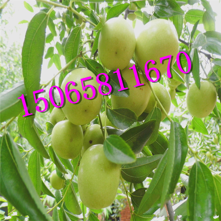 云南冬棗苗,棗樹苗,出口棗樹苗,棗樹苗基地