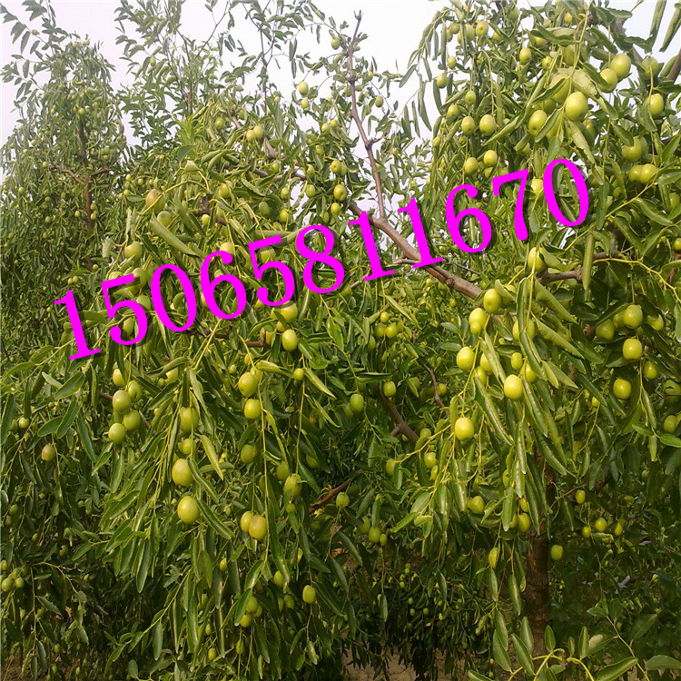 云南冬棗苗,棗樹苗,出口棗樹苗,棗樹苗基地