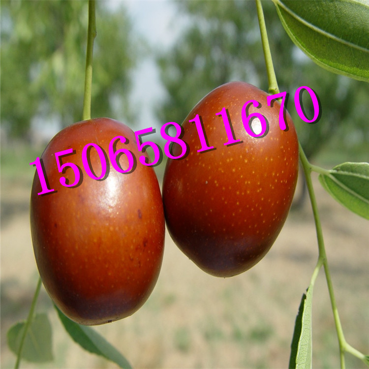 河南冬棗樹(shù)苗出售_免費(fèi)提供種植技術(shù)