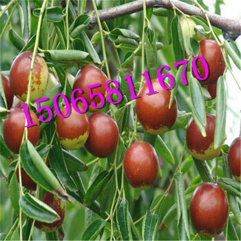 寧夏回族自治區(qū)哪里有青棗樹苗