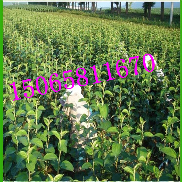 李子樹 秋姬李樹 果樹苗 李子樹苗 易管理