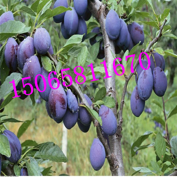 1543969772098931200-0.jpg