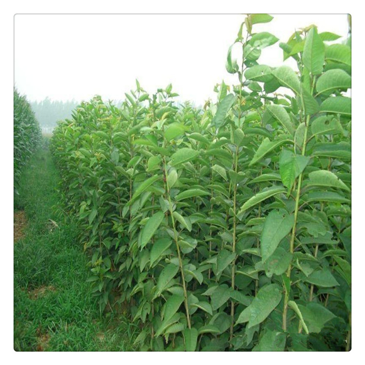 大量供应果树苗批发杏树苗金太阳杏树树苗泰安杏树苗基地