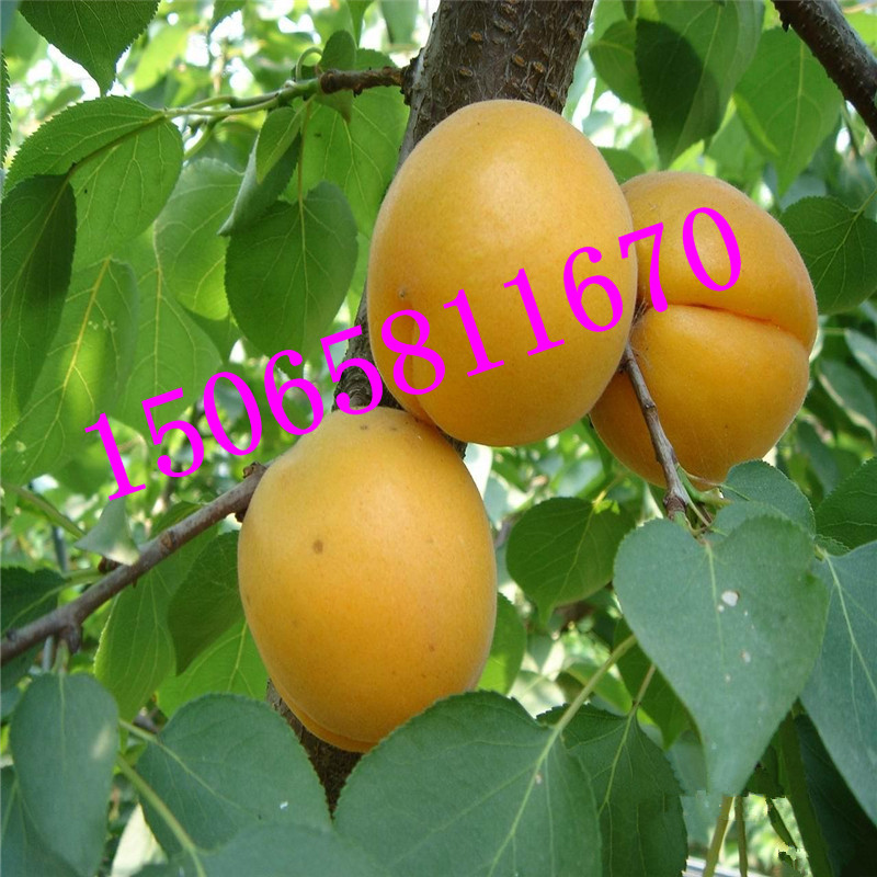 批發(fā)果樹苗木 供應(yīng)凱特杏樹苗 凱特杏樹苗  多買多送