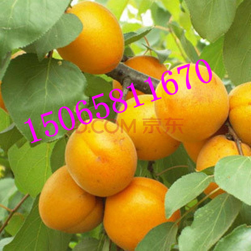 珍珠油杏苗多少錢一棵 苗圃