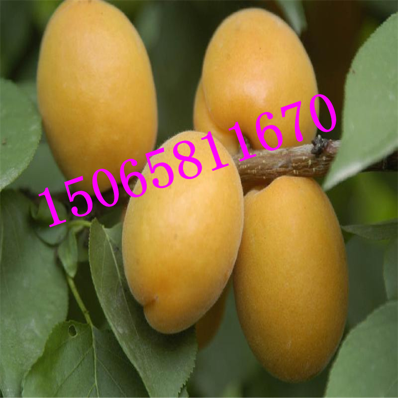 紅杏杏樹苗多少錢一棵 產(chǎn)量高