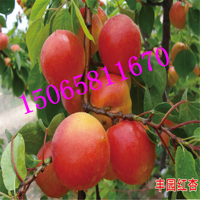 杏樹樹苗 基地 杏子樹 早熟嫁接苗  品種價格優(yōu)