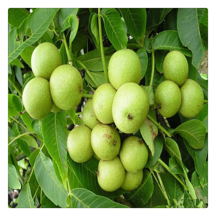 批發(fā)嫁接核桃樹小苗產(chǎn)地新核桃品種苗 根系粗壯