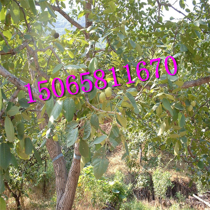 碧根果苗多少錢一棵 送種植技術(shù)光盤